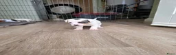 Jack Russell dogs for sale: Jack russell puppies in Newton Stewart - Advert 21