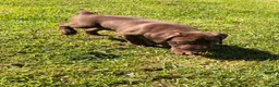 Cane Corso dogs for sale: 5 Towns Corsos Spring litter  - Advert 10