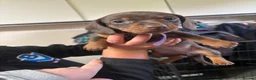 Miniature Dachshund dogs for sale: 2 girls left. Miniature Dachshund KC Puppies!  - Advert 8