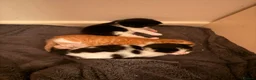 British Longhair cats for sale: Chunky long haired kittens  - Advert 10