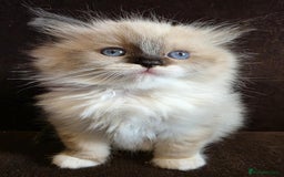 Ragdoll cats for sale: Adorable Seal Point Bicolour Ragdoll Kittenss - Advert 5
