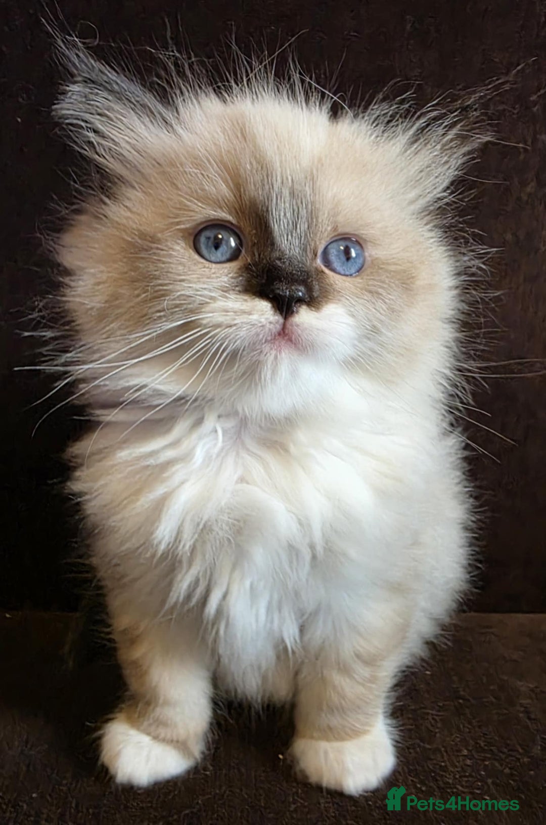Ragdoll cats for sale: Adorable Seal Point Bicolour Ragdoll Kittenss - Advert 5