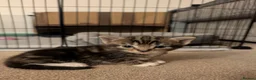 Mixed Breed cats for sale: 🐾 Gorgeous Kittens Looking for Forever Homes 🐾 in Andover - Advert 4