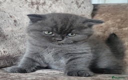 British Shorthair cats for sale: British blue shorthair female kitten - Image 5