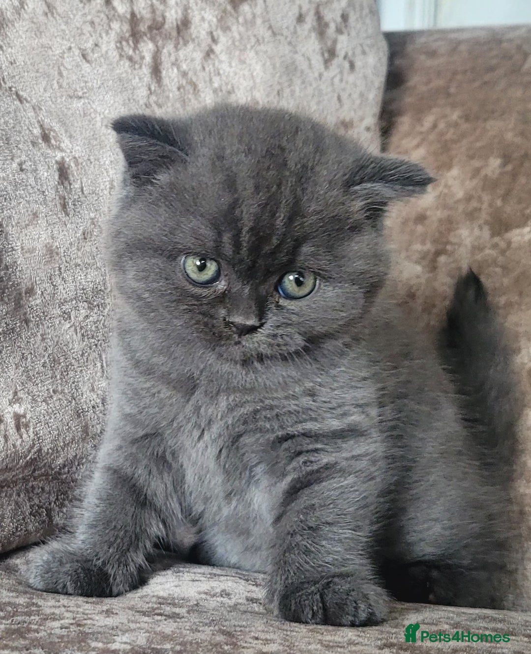 British Shorthair cats for sale: British blue shorthair female kitten - Image 5
