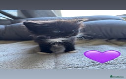 Mixed Breed cats for sale: Beautiful kittens for sale - Image 16