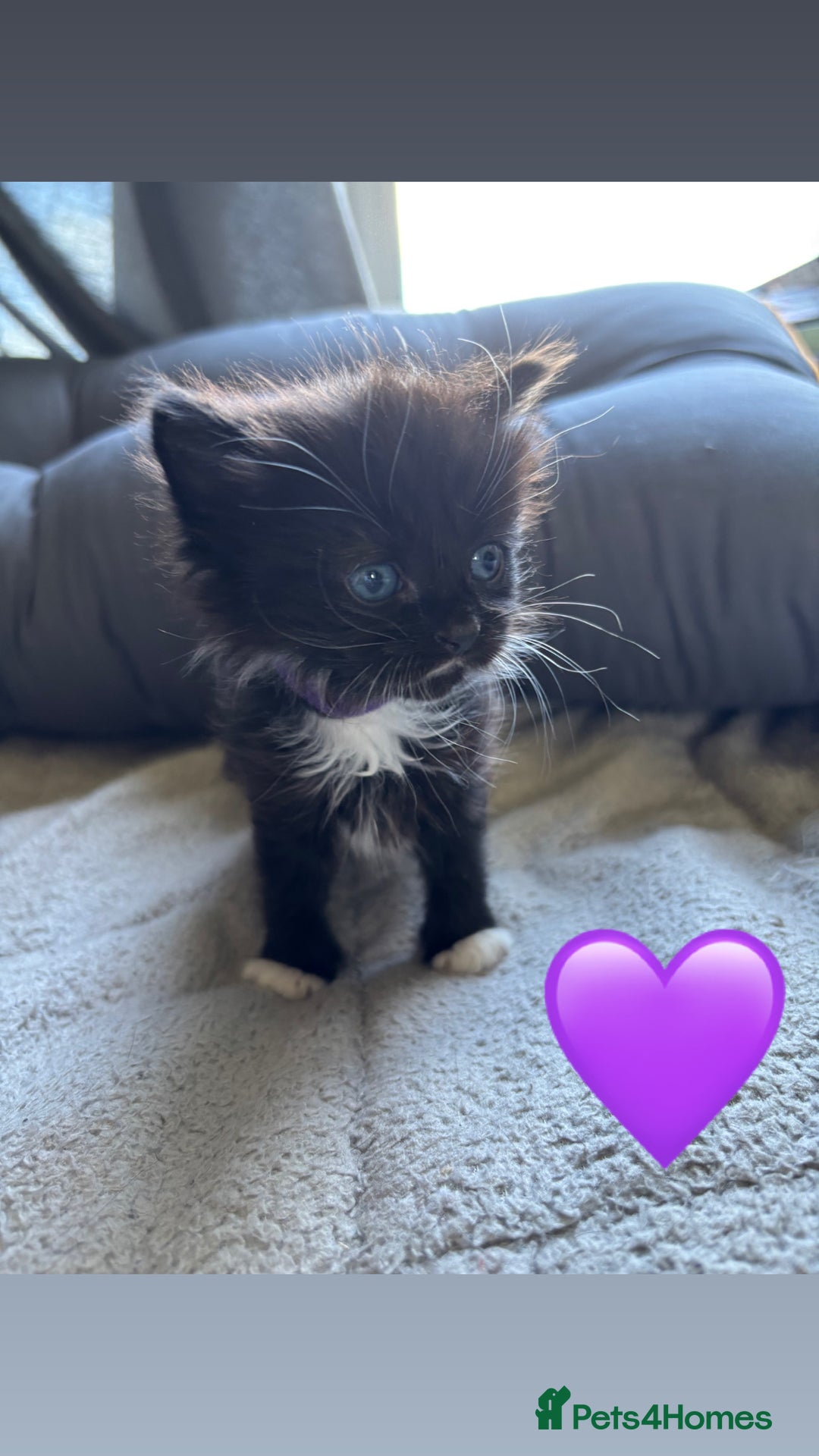 Mixed Breed cats for sale: Beautiful kittens for sale - Image 16