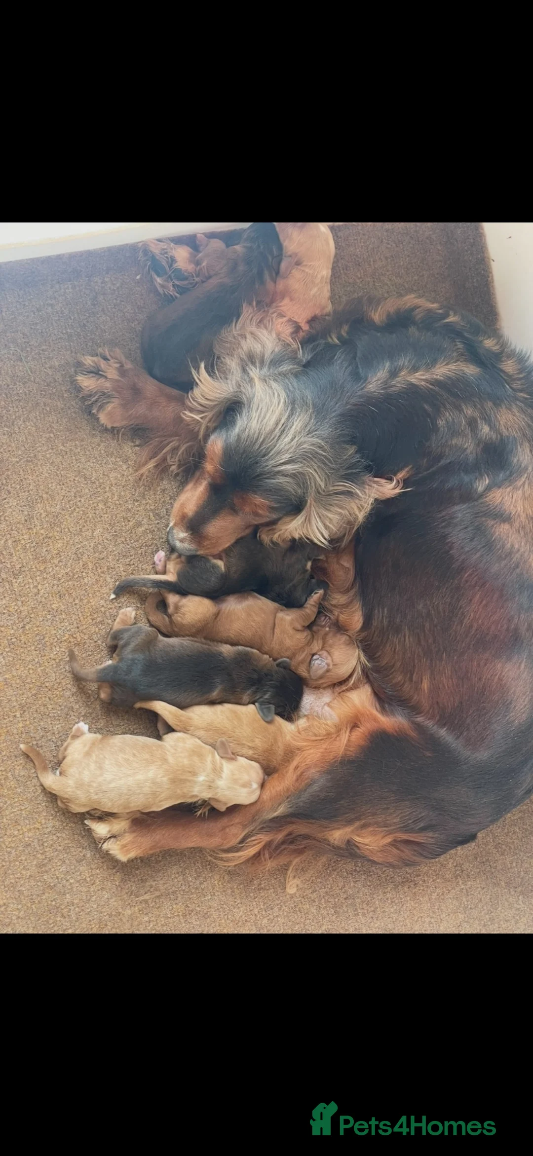 Cockapoo dogs for sale: PRA FN CLEAR F1 cockapoo puppies  - Advert 15