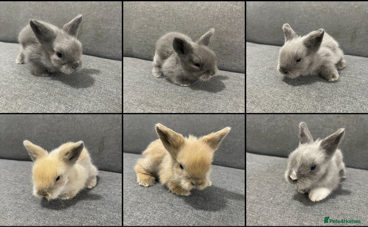 Lionhead rabbits Lionhead bunnies - Advert 6