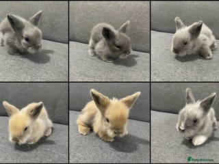 Lionhead rabbits Lionhead bunnies - Advert 20