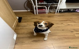 Beagle dogs for stud: Beagle for stud - Image 7