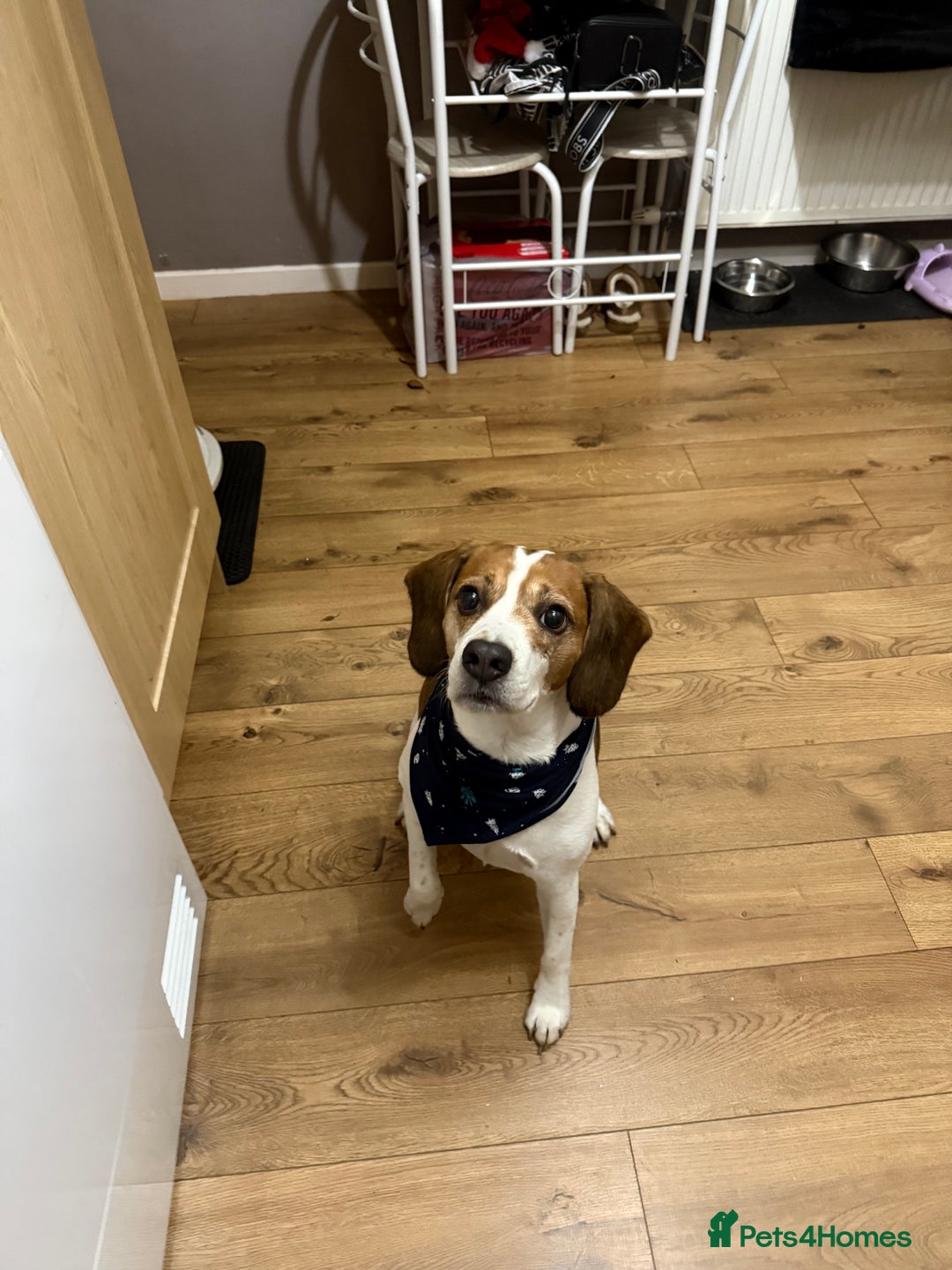 Beagle dogs for stud: Beagle for stud - Image 7