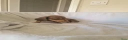 Miniature Dachshund dogs for sale: Beautiful miniature daschunds  - Advert 31