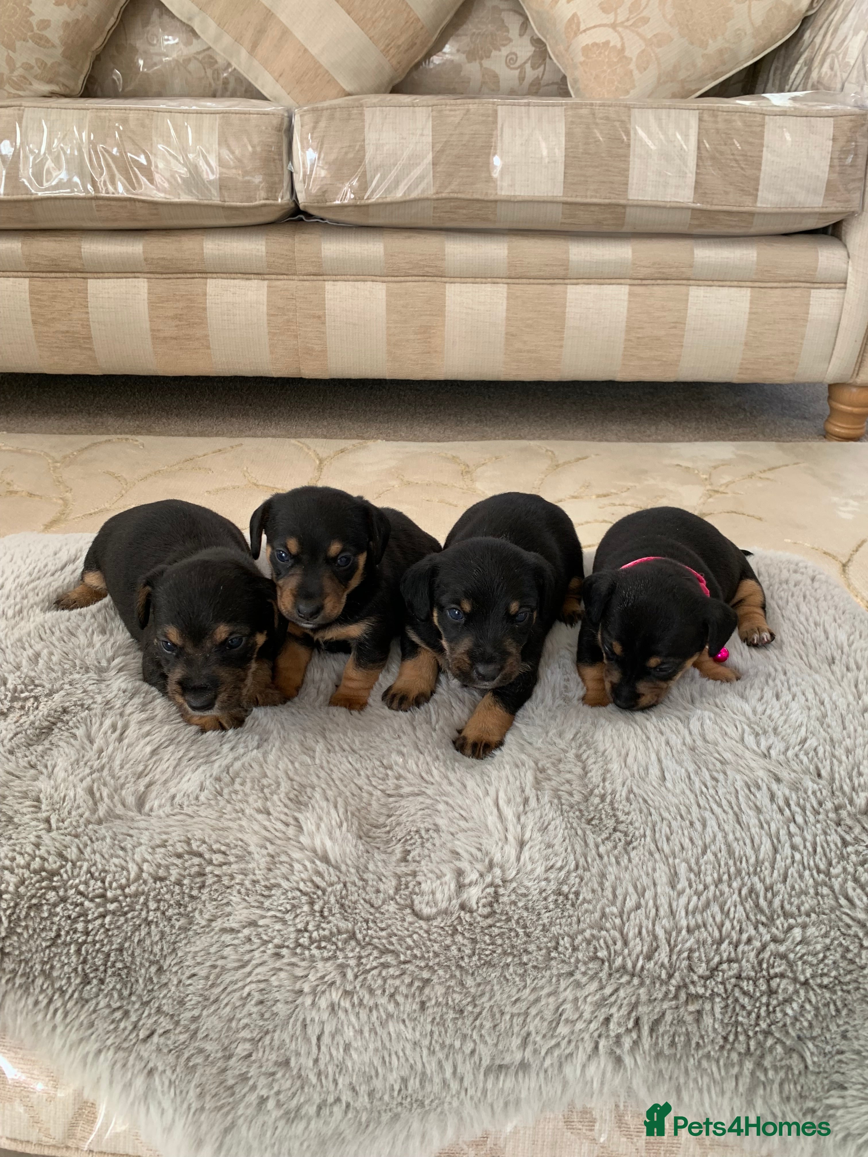 Dachshund dogs dachshund  - Advert 18