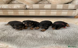 Dachshund dogs for sale: dachshund  - Image 1