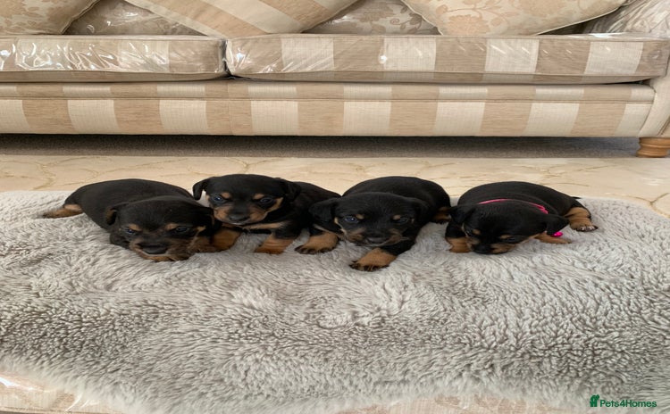 Dachshund dogs - Advert 5