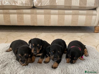 Dachshund dogs - Advert 32