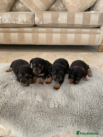 Dachshund dogs - Advert 10