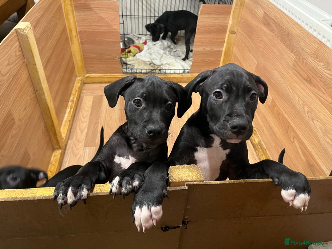 Mixed Breed dogs for sale: Boerboel cross with American bulldog - Advert 2