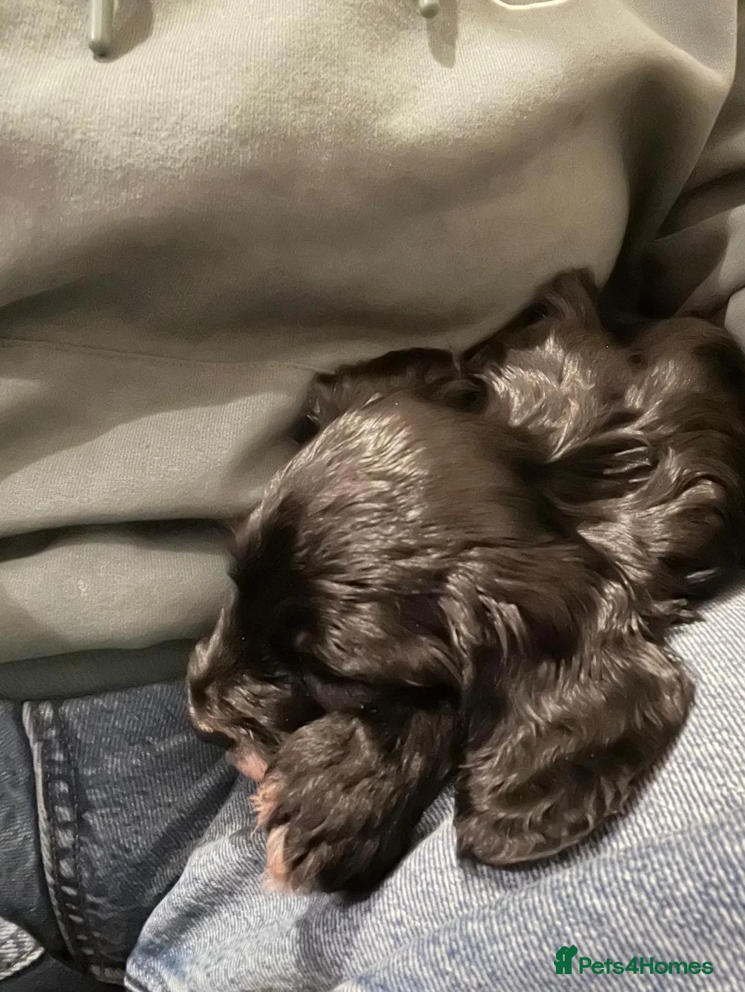 Mixed Breed dogs for sale: Beautiful Sprockerpoo puppies 😍 - Advert 3