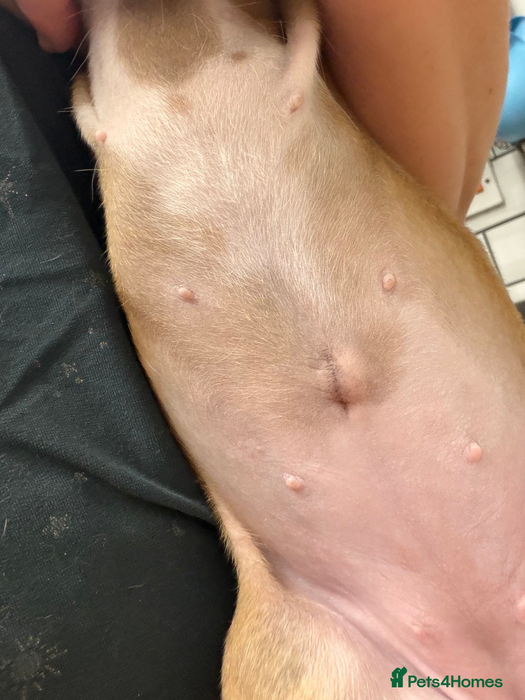 Boxer dogs for sale:  ⭐️ Fully health checked KC registered ⭐️ - Advert 6