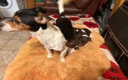 Jack Russell dogs for sale: Jack Russell puppies short legged  - Image 5