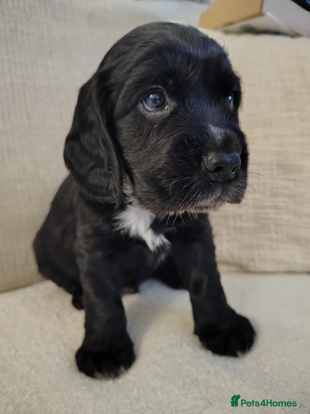 Cocker Spaniel dogs for sale: cocker spaniel puppies  - Advert 2