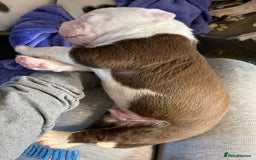 Mixed Breed dogs for sale: 4 beautiful American bully cross staffy puppies - Image 26