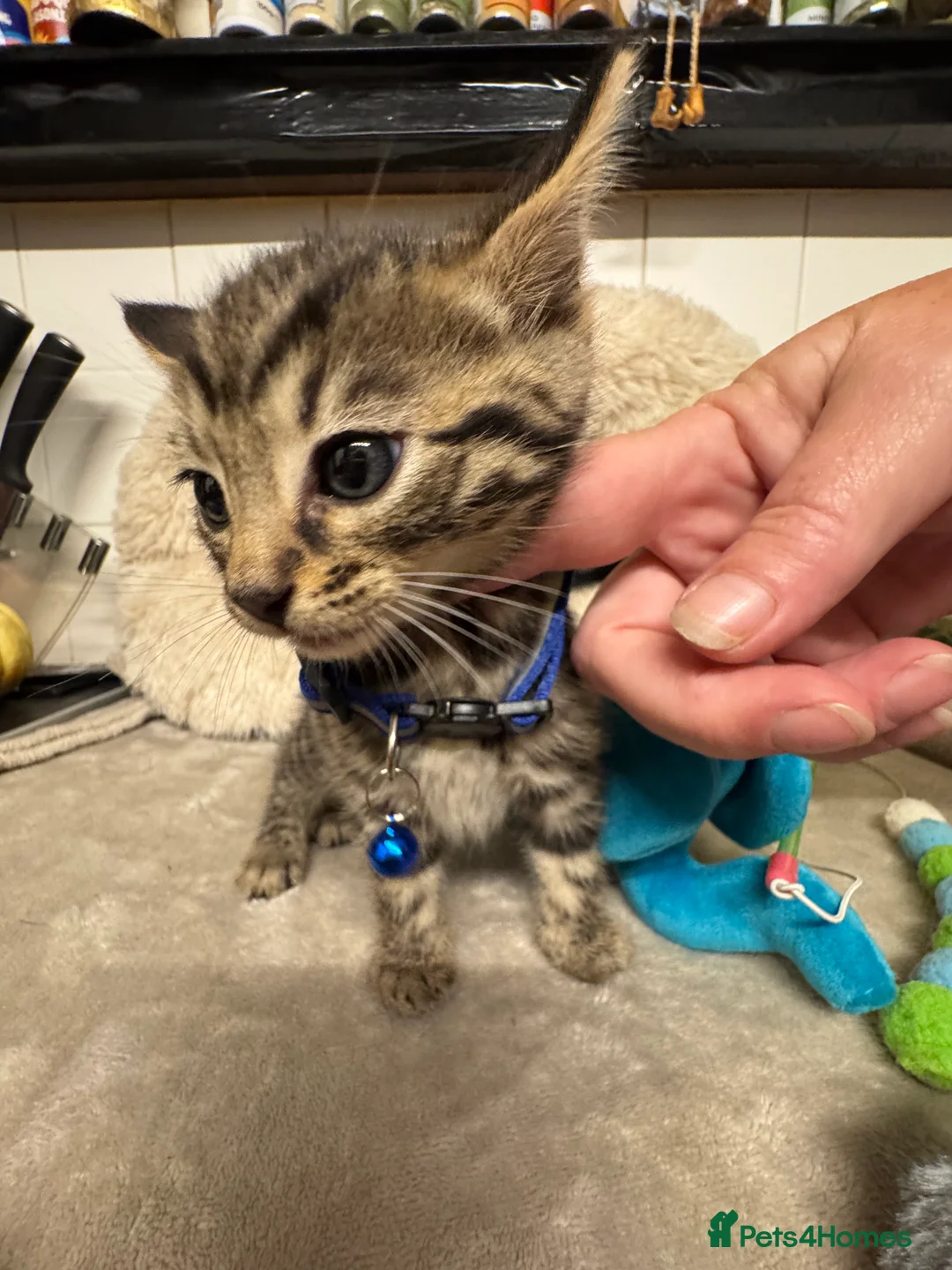 Bengal cats for sale: One Marble Bengal Female Remaining - Advert 21