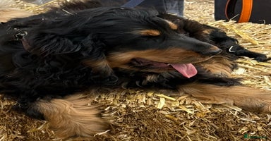 Cocker Spaniel dogs - Advert 7