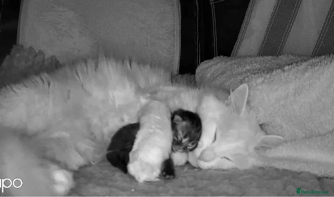 Persian cats for sale: Beautiful Blue Smoked Persian Kitten - Advert 7