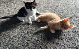 British Shorthair cats for sale: Kittens ready for new homes - Image 1