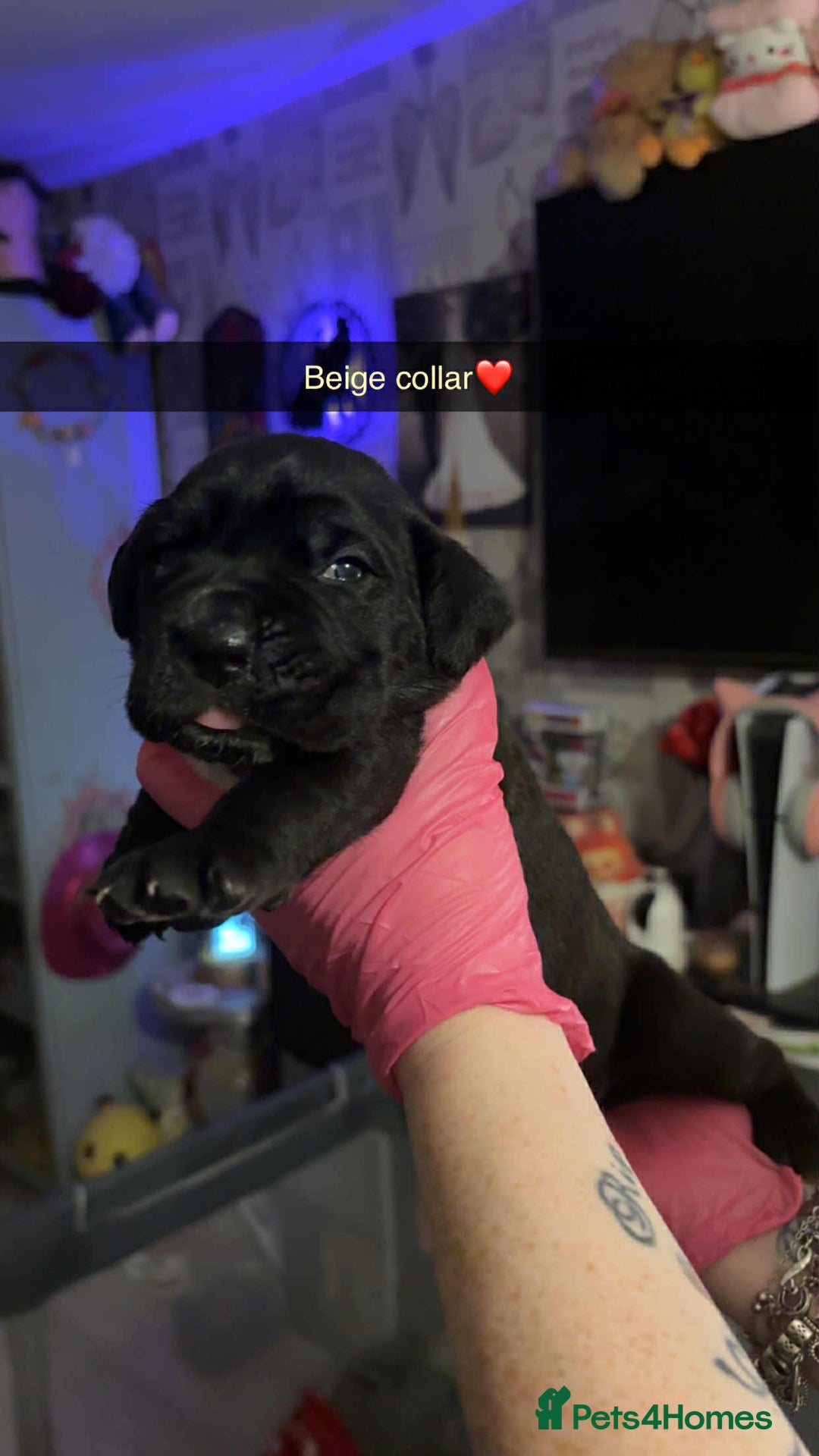 Cane Corso dogs for sale: 10 beautiful girls  - Advert 15