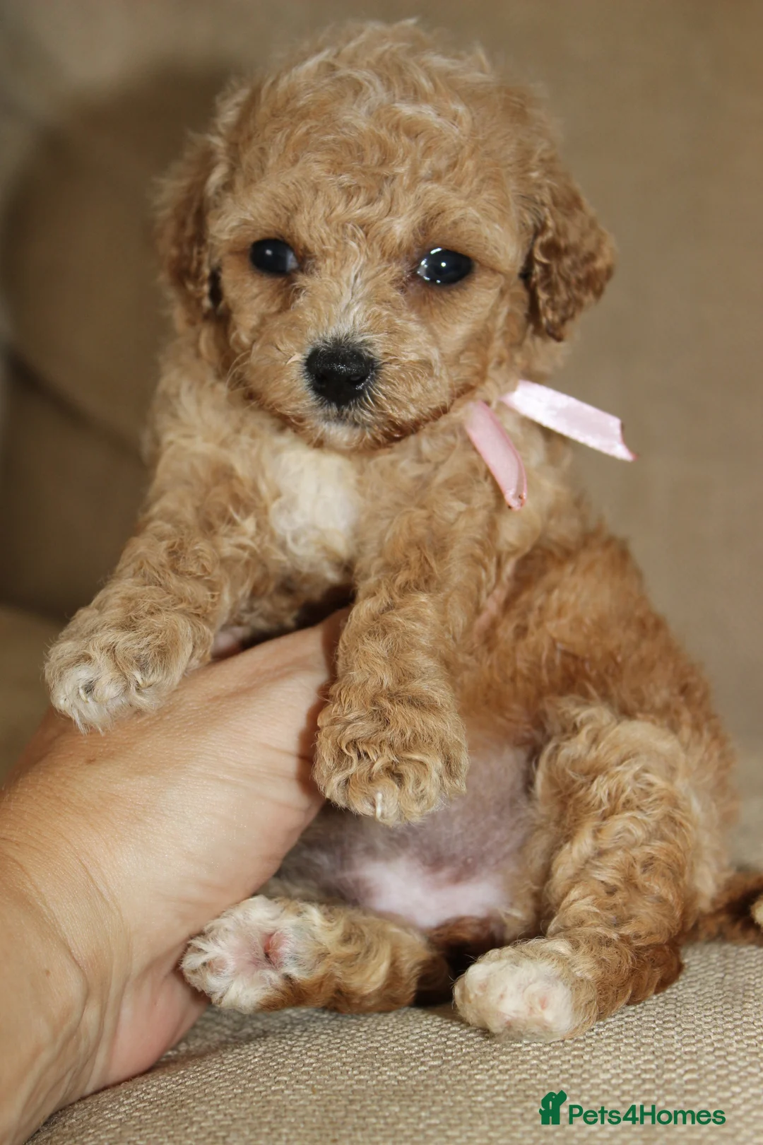 Bichon Frise dogs for sale: Poochon F1 puppies from Health Tested parents  - Advert 2