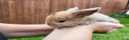 Mini Lop rabbits for sale: Beautiful mini lops - Advert 32