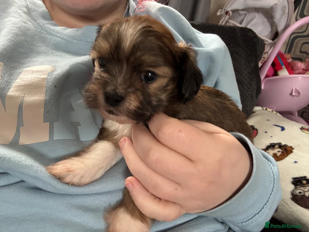 Mixed Breed dogs for sale: Lhasa Apso X Yorkie - Advert 1