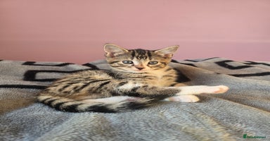 Domestic Shorthair cats - Advert 2
