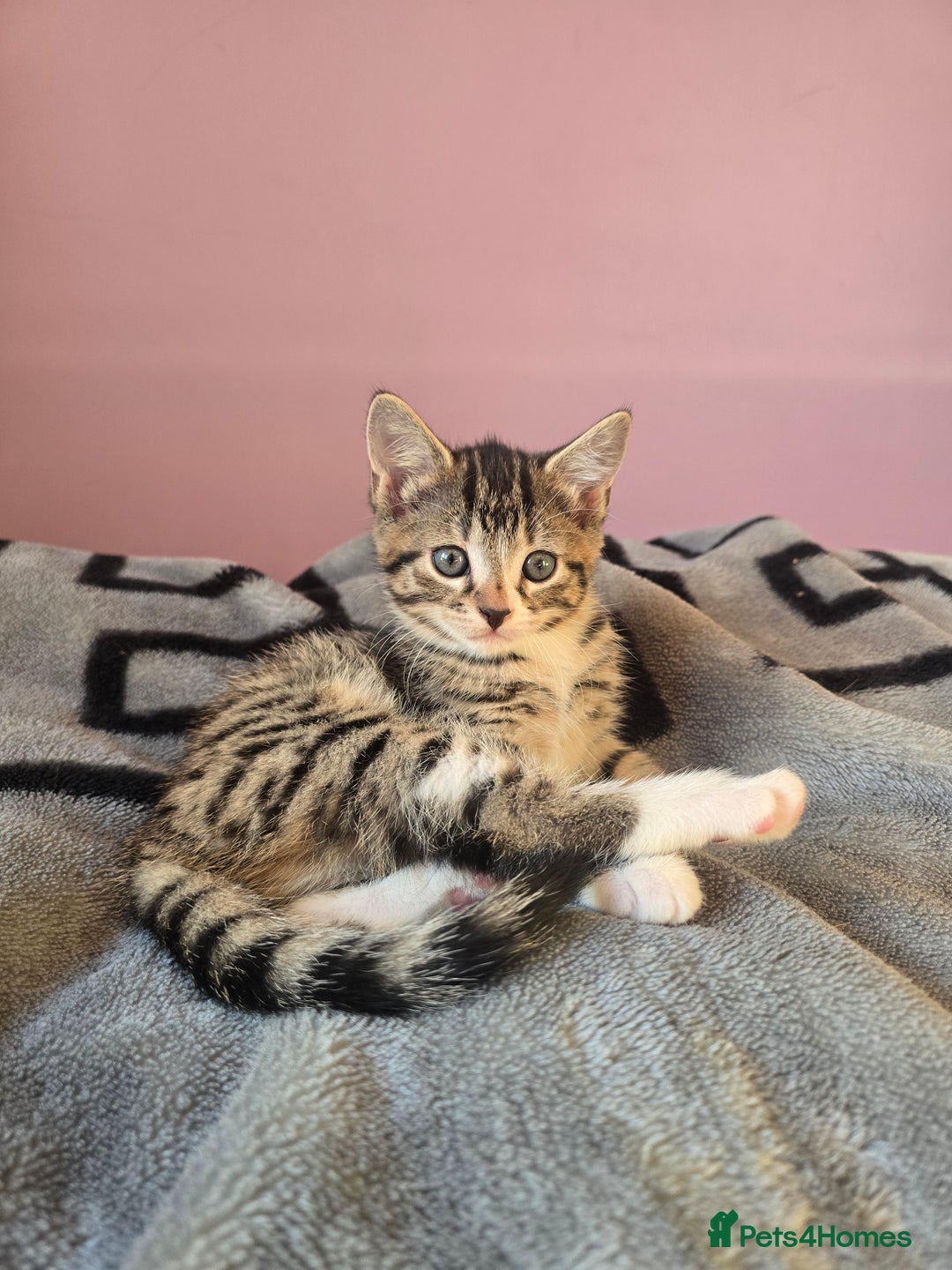 Domestic Shorthair cats for sale: Tabby Cuddly kittens- microchip+1st vaccination  - Image 3