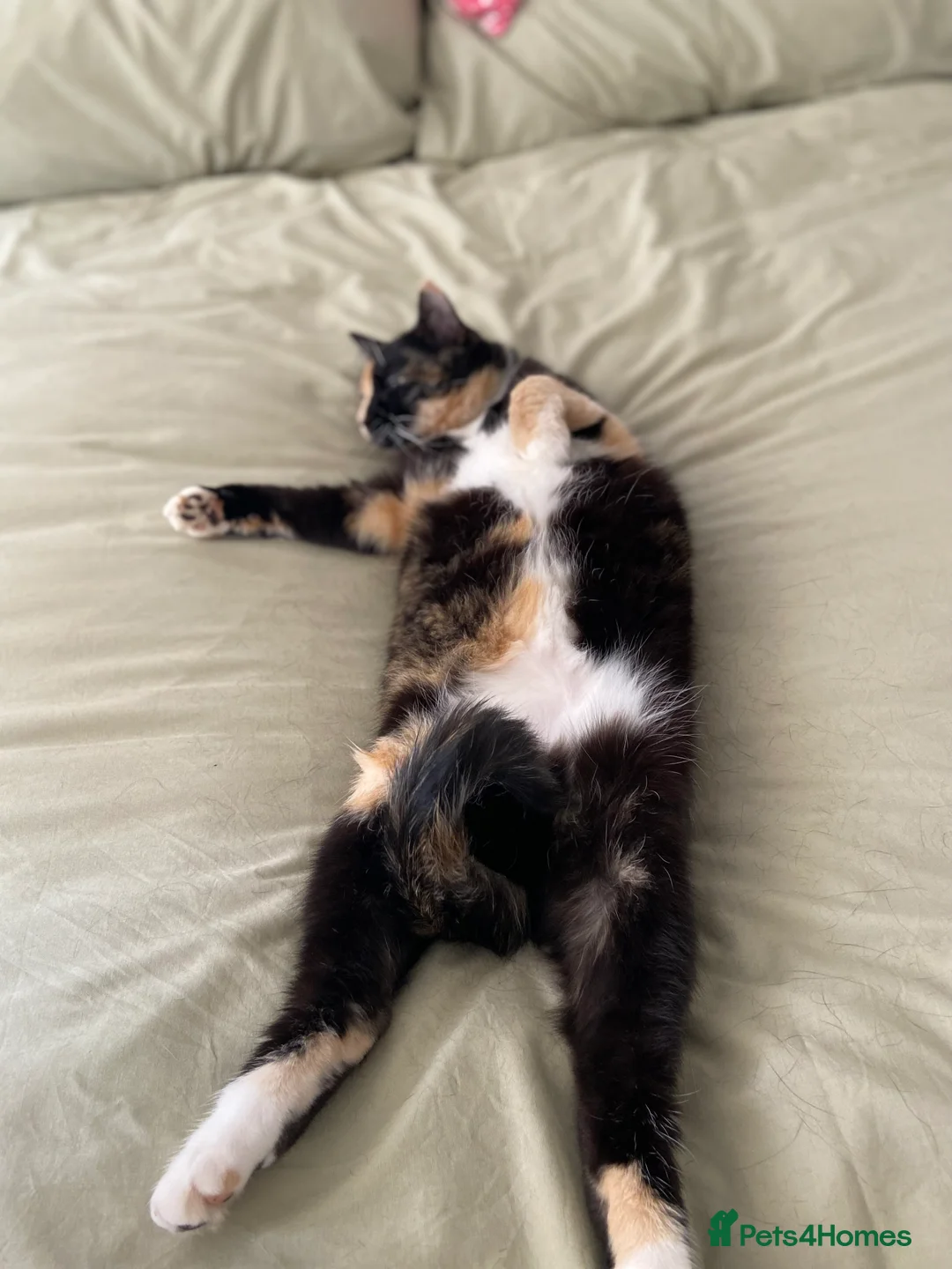 British Shorthair cats for sale: BSH Calico-Wilma age 4; spayed and vaccinated - Advert 2