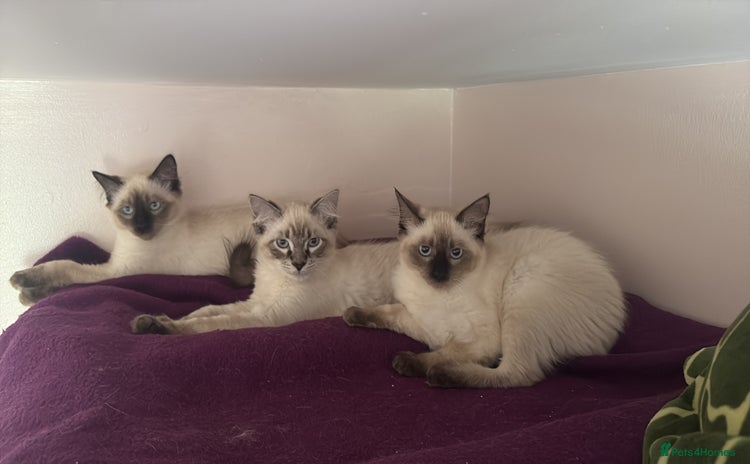 Siamese cats - Advert 2