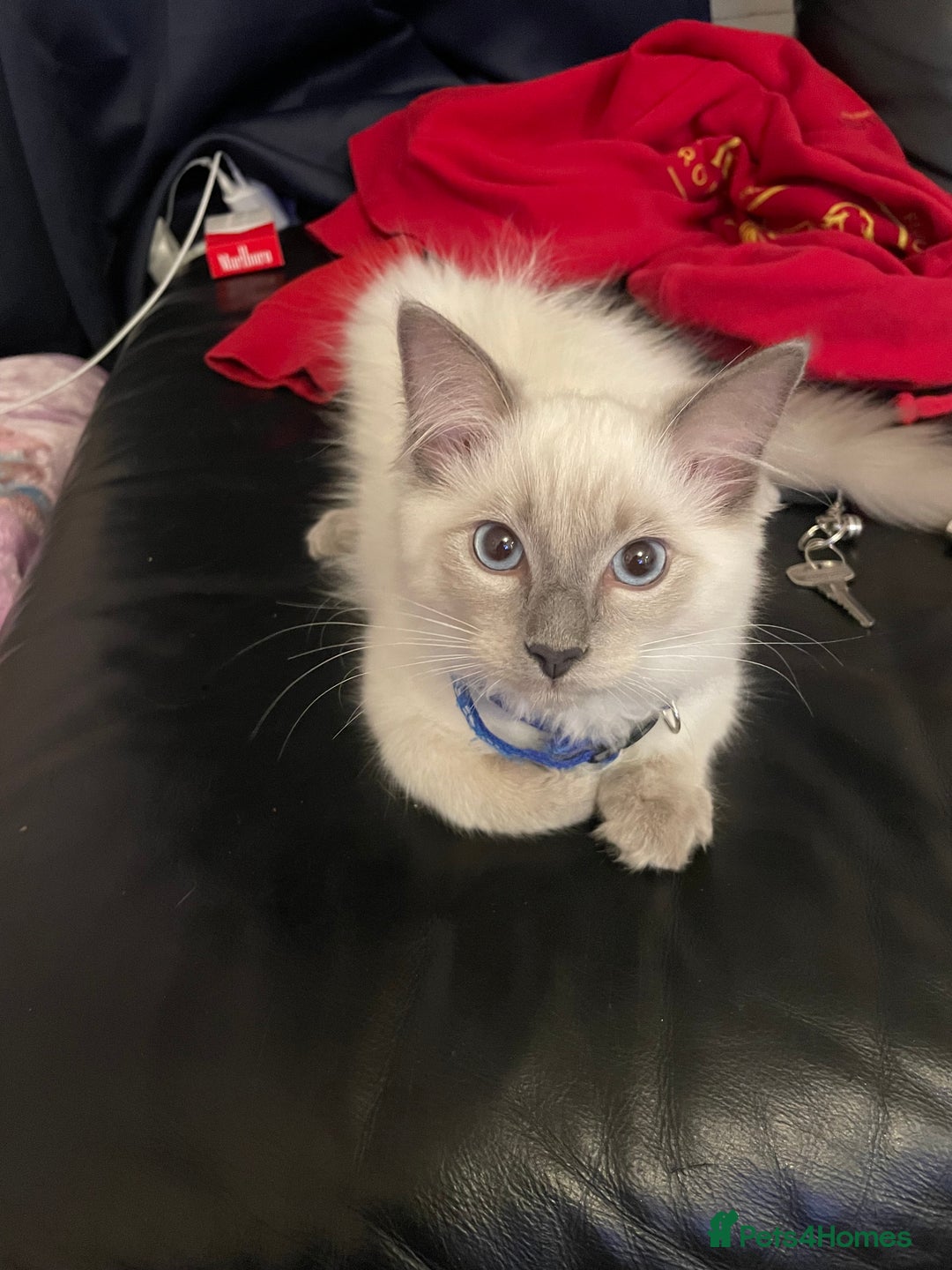 Ragdoll cats for sale:  Ragdoll kittens  - Image 17