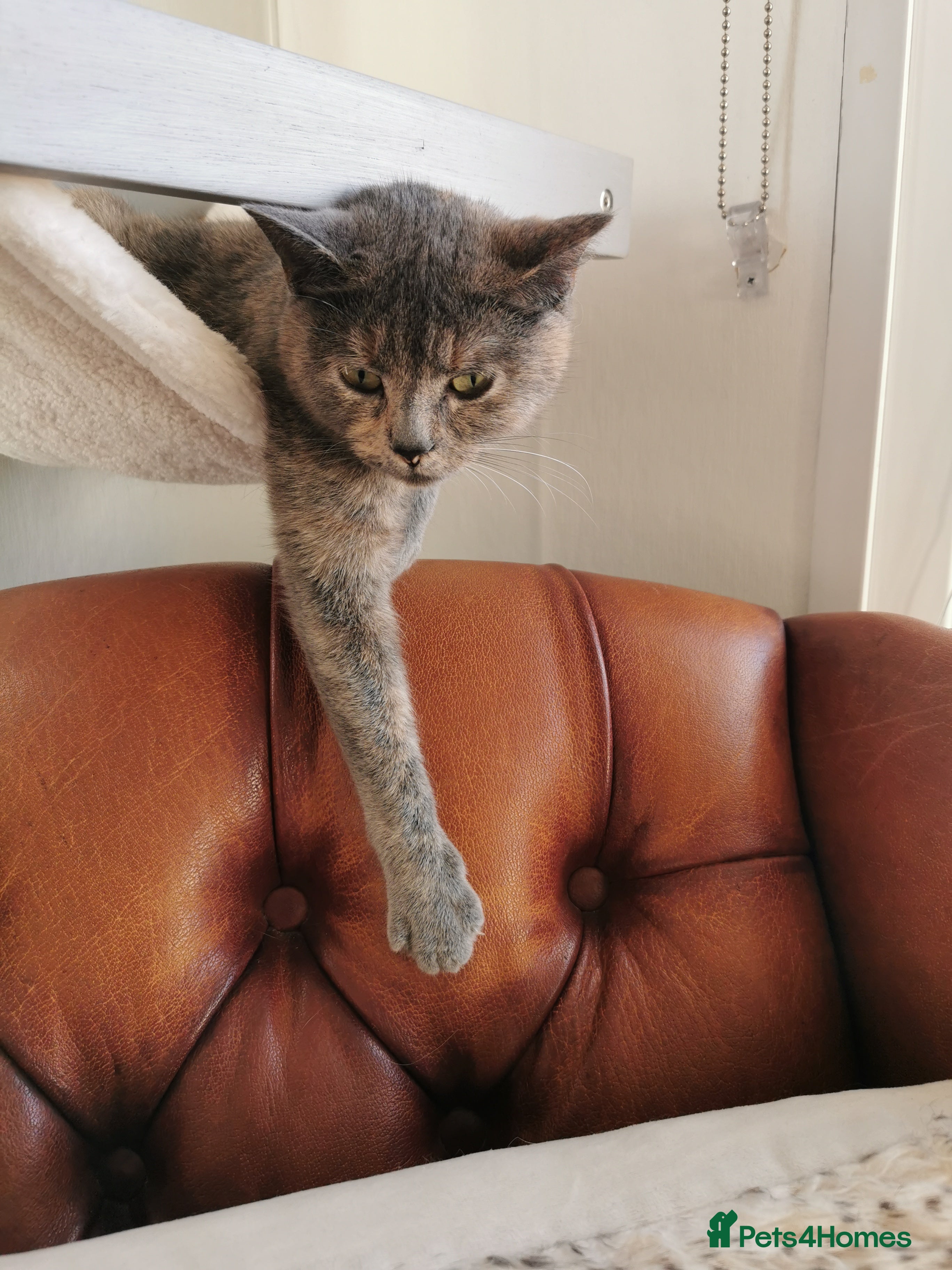 Mixed Breed cats RAGDOLL/BSHG KITTENS - Advert 1