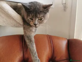 Mixed Breed cats RAGDOLL/BSHG KITTENS - Advert 1