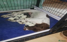 Sprocker dogs for sale: Adorable Chunky Sprocker Spaniel Pups - Image 1