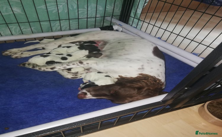 Sprocker dogs - Advert 1
