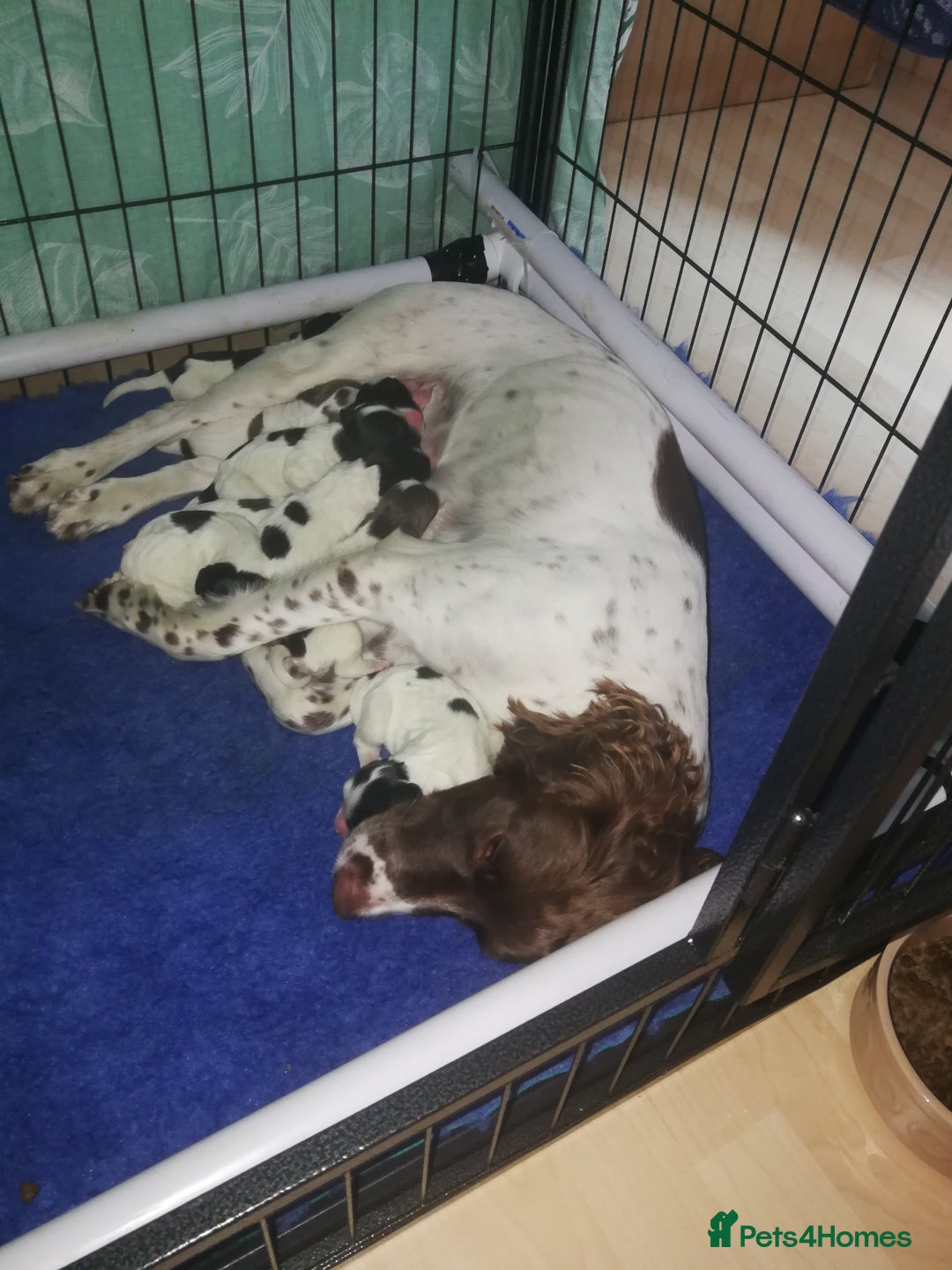 Sprocker dogs for sale: Adorable Chunky Sprocker Spaniel Pups - Image 1