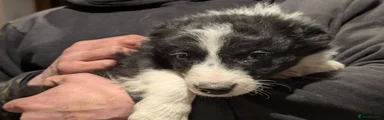 Border Collie Puppy 4