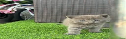 Mixed Breed cats for sale: Cats for sale  in Bicester - Advert 8