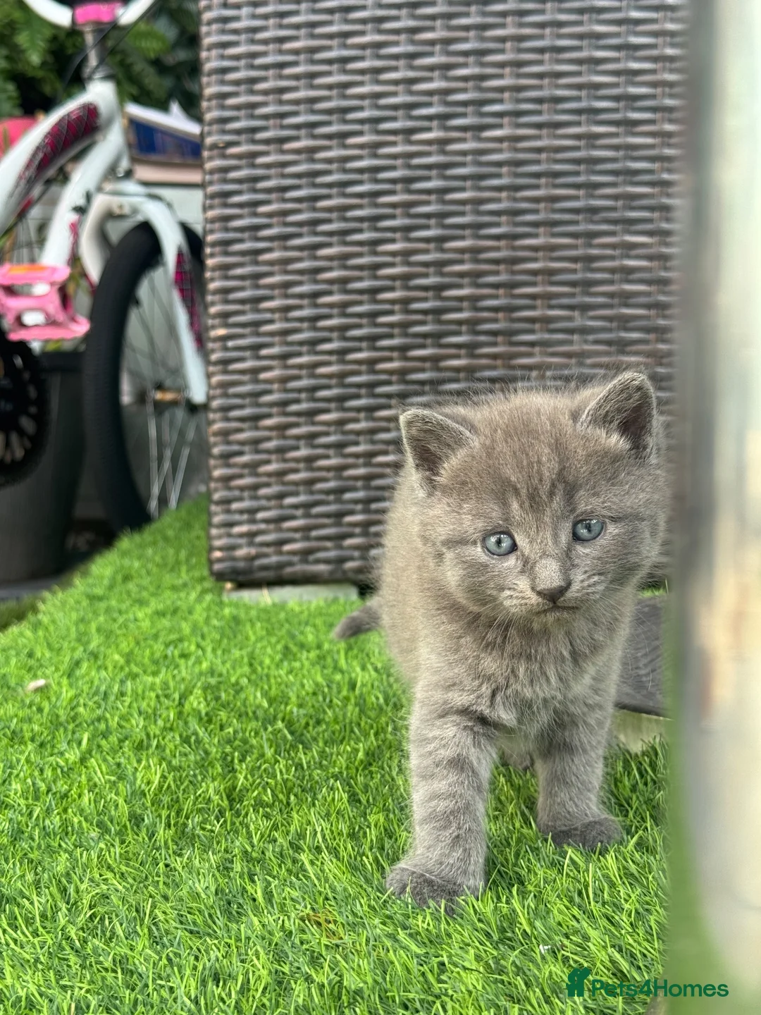Mixed Breed cats for sale: Cats for sale  in Bicester - Advert 8