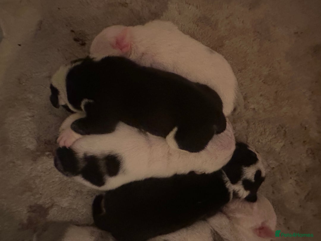 English Bulldog dogs for sale: 🌟 health tested parents 🌟 - Image 19